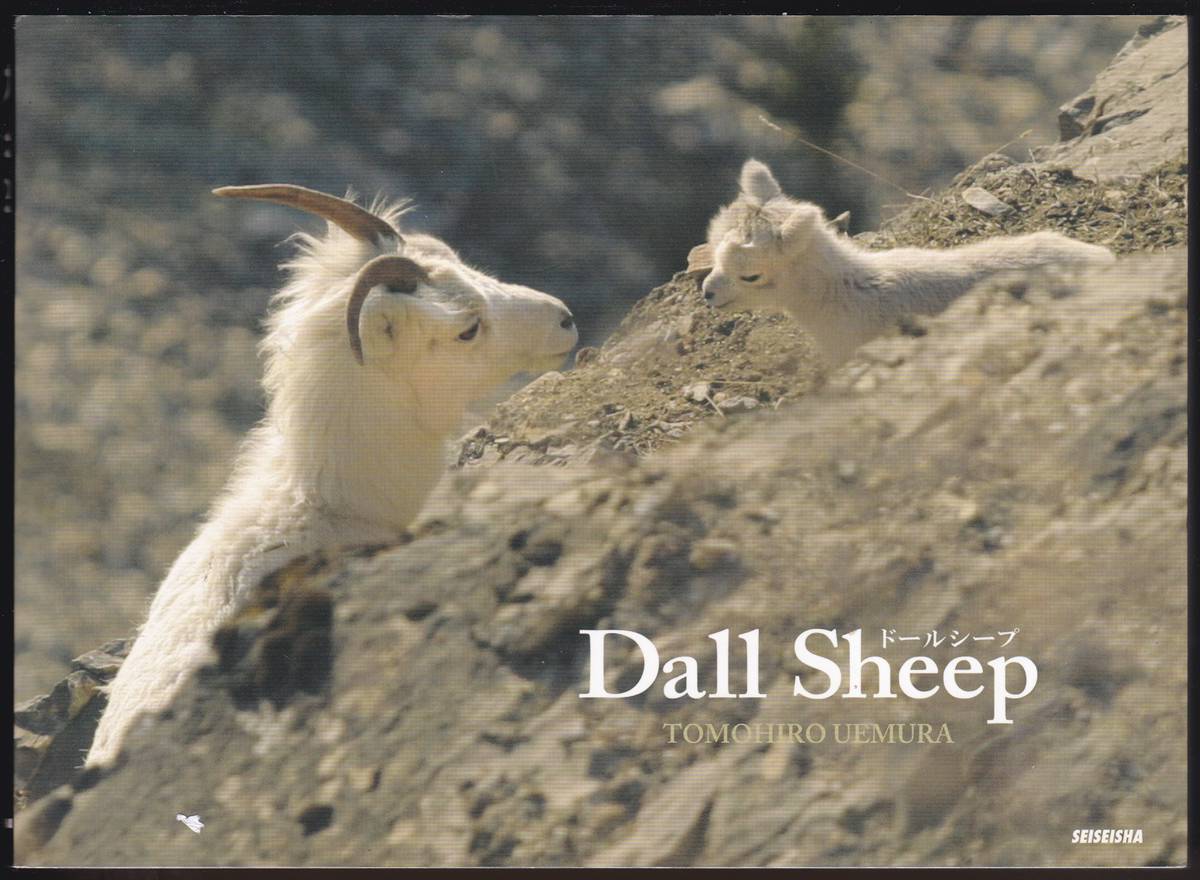 DALL SHEEP