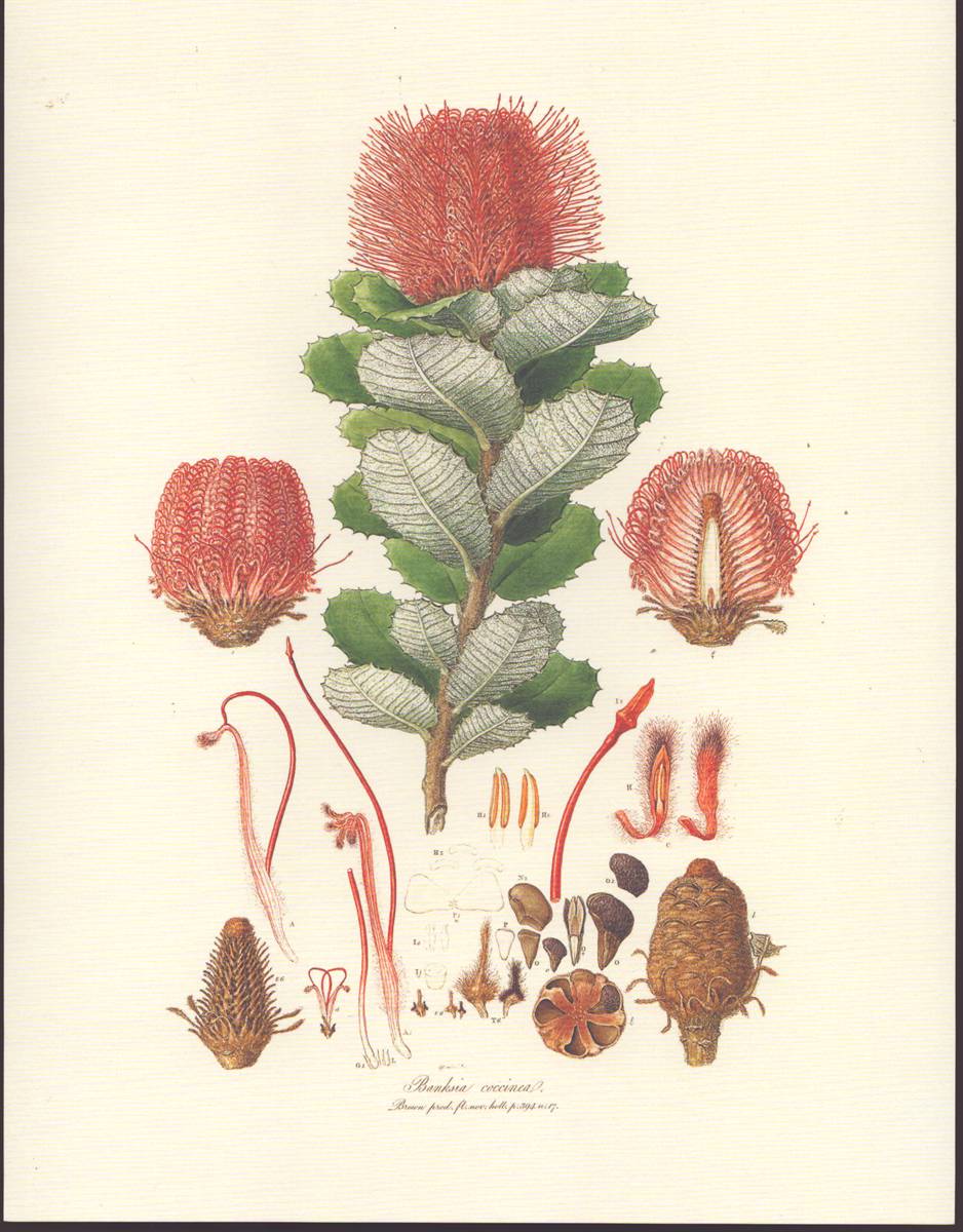 THE BOTANICAL TREASURY Celebrating 40 of the WorldS Most Fascinating Plants through Historical Art and Manuscripts