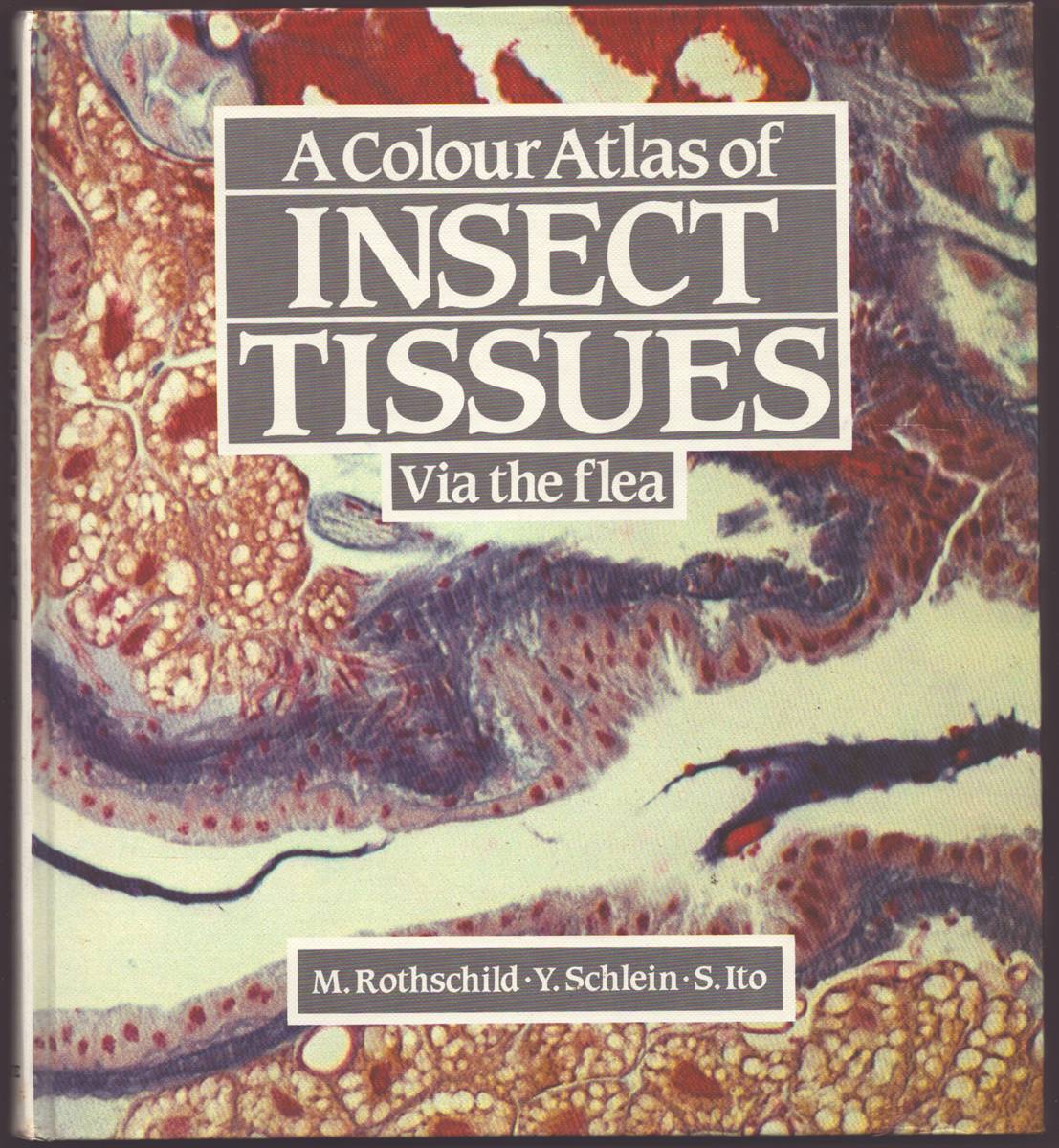 Image for A COLOUR ATLAS OF INSECT TISSUES VIA THE FLEA A COLOUR ATLAS OF INSECT TISSUES VIA THE FLEA